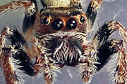 Jumping Spider (Opisthoncus parcedentatus) (Opisthoncus parcedentatus)